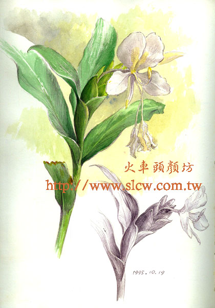 野薑花_賴英澤 繪_火車頭顏坊